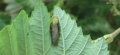 Neotituria kongosana