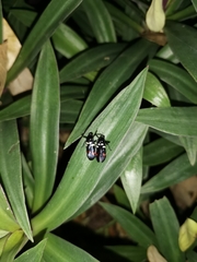 Callitettix versicolor