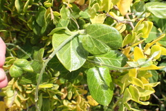 Cynanchum obtusifolium