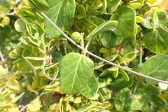 Cynanchum obtusifolium