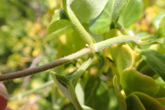 Cynanchum obtusifolium