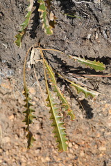 Banksia gardneri