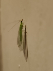 Chrysoperla