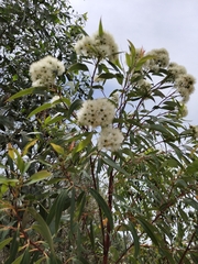 Eucalyptus diversifolia