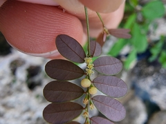 Phyllanthus