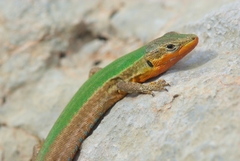 Podarcis melisellensis