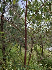 Eucalyptus diversifolia