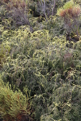 Gleichenia polypodioides