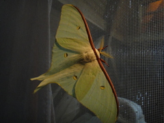 Actias aliena