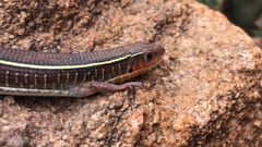 Gerrhosaurus flavigularis