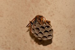 Polistes humilis