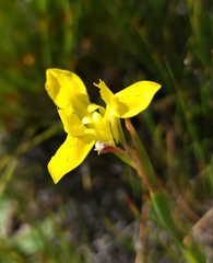 Moraea neglecta