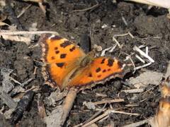 Nymphalis xanthomelas