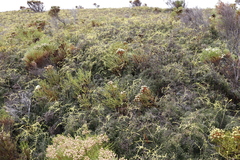 Gleichenia polypodioides