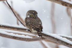 Glaucidium passerinum