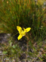 Moraea neglecta