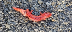 Pseudotriton ruber