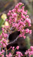 Erica gnaphaloides