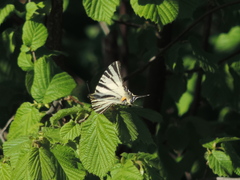 Iphiclides podalirius