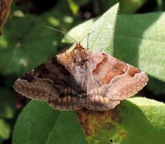 Euclidia glyphica