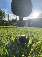 Mesocricetus auratus