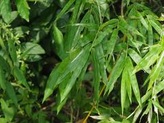 Bambusa vulgaris