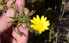 Osteospermum subulatum