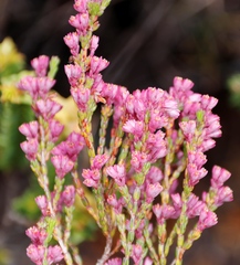 Erica gnaphaloides