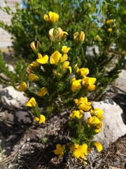 Aspalathus laricifolia