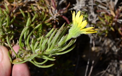 Osteospermum subulatum