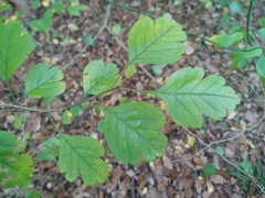 Crataegus laevigata