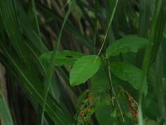 Maesa perlaria formosana