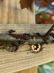 Tuberolachnus salignus