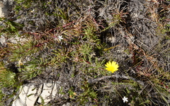Osteospermum subulatum