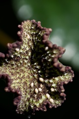 Dorstenia elata