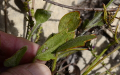 Centella difformis