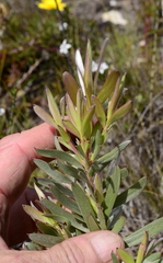 Leucadendron meridianum