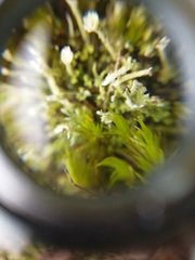 Cladonia floerkeana