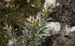 Leucadendron meridianum