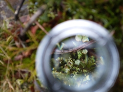 Cladonia floerkeana