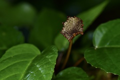 Dorstenia elata