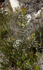 Leucadendron meridianum