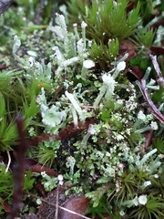 Cladonia floerkeana