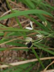 Oxythyrea marginalis