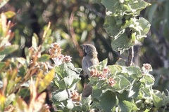 Psophodes nigrogularis nigrogularis