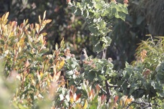 Psophodes nigrogularis nigrogularis