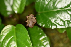 Dorstenia elata