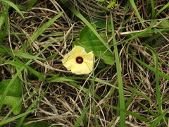 Hewittia malabarica
