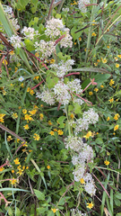 Mikania scandens