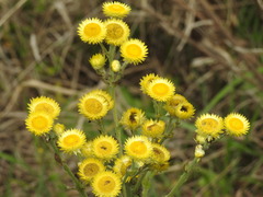 Helichrysum foetidum